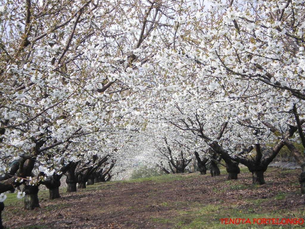 Fara Vicentino Tenuta Fortelongo מראה חיצוני תמונה