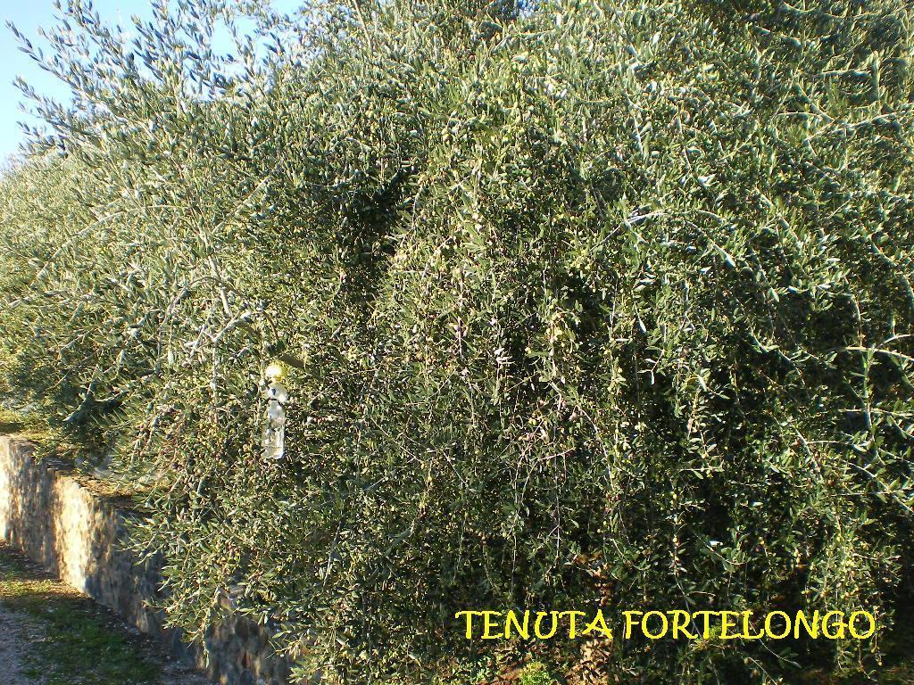 Fara Vicentino Tenuta Fortelongo מראה חיצוני תמונה