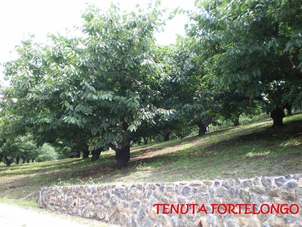 Fara Vicentino Tenuta Fortelongo מראה חיצוני תמונה