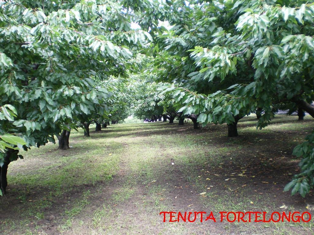 Fara Vicentino Tenuta Fortelongo מראה חיצוני תמונה